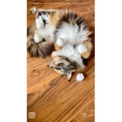 Kater Kasimir Premium Katzenminze, 60g Vorratspack (getrocknet, Geschnitten Und Gesiebt) -Heimtierbedarf Geschäft 0a8ae32e60664223a1beefc94e9ac56208606b87 1408153 de DE adc4a873272fd6b5f96f57d3a5134693bfc5f272qXbFbT