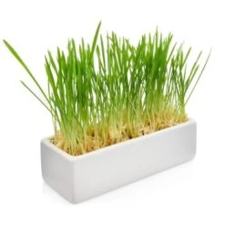 Canadian Cat Company Futterbar Cat Diner Grau/ Weiß 11 Canadian Cat Company Futterbar Cat Diner Grau/ Weiß -Heimtierbedarf Geschäft 0e525574824550e168be02a6fecb7a609ed284ae 1360972 de DE a02d68c3a8d109b1266e955b4dfb6c9ffc1d2950Klvw73