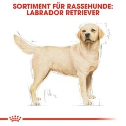 ROYAL CANIN Labrador Retriever Adult 12 Kg -Heimtierbedarf Geschäft 0fd6544b3929e2d70d0fdf71aff449666b66b55e c1482dc18e750c386b499feb71ddb619e49b18c5