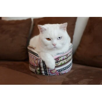 Canadian Cat Company Katzenschiff NERO 2 Canadian Cat Company Katzenschiff NERO – Bild 2