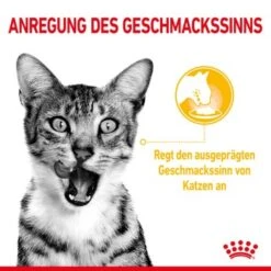 ROYAL CANIN SENSORY Taste In Gelee Für Wählerische Katzen 12x85g -Heimtierbedarf Geschäft 21ad04ecb0f38a0b3f44868dfeace831d1374356 3950f3bf5d1e7126a6f4420c4fce7c3f275b668e
