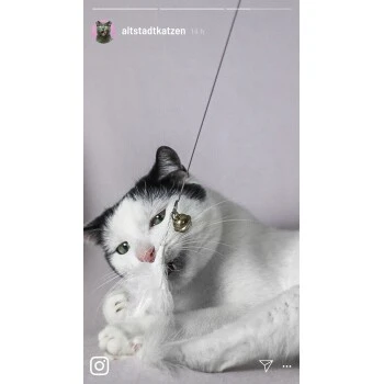 Kater Kasimir Premium Katzenangel Set Aus Buchenholz Mit 4 Handgemachten Anhängern 5 Kater Kasimir Premium Katzenangel Set Aus Buchenholz Mit 4 Handgemachten Anhängern – Bild 5