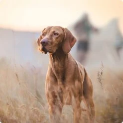 REAL NATURE Senior Lamm & Kalb 6x800 G -Heimtierbedarf Geschäft 2a7e6cb20be89e03efc3fb044f52385d1267f3cd 1314110 de DE Real Nature Original Dog bild