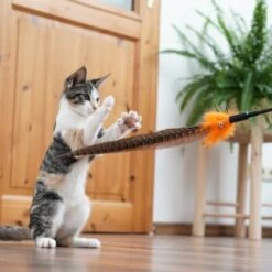 Schlitzohr Federwedel Birdy 3er Pack 16 Schlitzohr Federwedel Birdy 3er Pack -Heimtierbedarf Geschäft 2e08cedc855b4fe4d22372cc22f48cef3188be3c 1659562 de DE 4a8ba2ccf79071630769db1080a8b14fba93fcb3EKX8X8