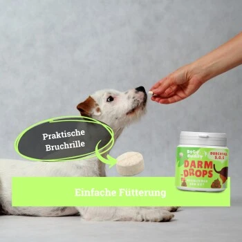 BeG Buddy Magen & Darm Tabletten Hund, Präbiotika Zur Darmsanierung, Verdauung, Durchfall, Blähungen 2 BeG Buddy Magen & Darm Tabletten Hund, Präbiotika Zur Darmsanierung, Verdauung, Durchfall, Blähungen – Bild 2