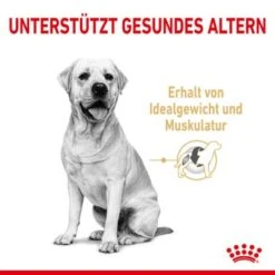 ROYAL CANIN Labrador Retriever 5+ Adult 12 Kg 11 ROYAL CANIN Labrador Retriever 5+ Adult 12 Kg -Heimtierbedarf Geschäft 36302d0545303057162d207ddcaab4c5166f9844 25542c8ceccb3c049d8caac2fe35e7786064477e