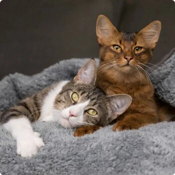 SELECT GOLD Pure Chicken Snack Kitten 8 X 75g 3 SELECT GOLD Pure Chicken Snack Kitten 8 X 75g – Bild 3