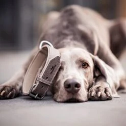 Freudentier Gefüttertes Halsband Aus Leder Dunkelbraun XXL -Heimtierbedarf Geschäft 5681c55b991ba5be4b6eabd3cb2a68ec937fe256 1421279 de DE 5aab3ac98595ab01747e405ff2dea07414816a97OjhgLr