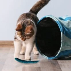 Kater Kasimir 3 Handgerollte Filzwürmchen Aus Schurwolle + 1 Mini-Flasche Katzenminze-Spray -Heimtierbedarf Geschäft 628f7d1d4ec1f70990cd24d861db16d7b447278c 1409266 de DE e1034005335ef5de37662c8ab367f77b33e0f5830ItxtL