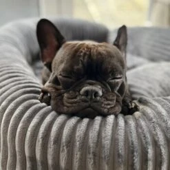 Wallace & Jones Hundebett Cordo Dunkelgrau S 13 Wallace & Jones Hundebett Cordo Dunkelgrau S -Heimtierbedarf Geschäft 650358cd3f1512840f1cd8a9a581a4dfbde6e458 1449005 de DE dc5e53058606749041c91f632b2e56fc84c2efc1LzmiN1