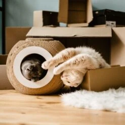 District 70 Kratzmöbel ORB -Heimtierbedarf Geschäft 6560d6445e5f805cae3a1d1e8107ae0366b9b4a6 81457cdf11eed55f55edd03c92dee35d68931e4f