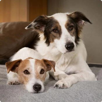 SELECT GOLD Sensitive Junior Huhn & Reis 6x400 G 3 SELECT GOLD Sensitive Junior Huhn & Reis 6x400 G – Bild 3