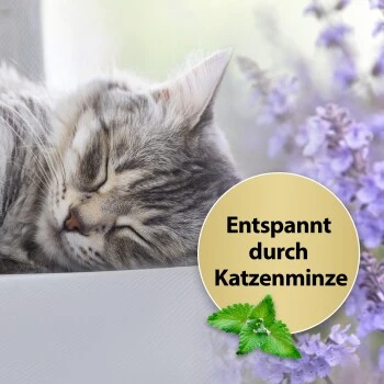 Felisept Home Comfort Beruhigungshalsband Für Katzen 2 Felisept Home Comfort Beruhigungshalsband Für Katzen – Bild 2