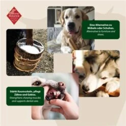 ChronoBalance Kuhmilch Käsestick (XL) 2er Paket 8 ChronoBalance Kuhmilch Käsestick (XL) 2er Paket -Heimtierbedarf Geschäft 80c435fb1a64772df08c2807cbb72aa6cb434ce1 1418708 de DE 6e5d452c715e3c46c21bd7dd434bb74b98e2078f2NxQrD