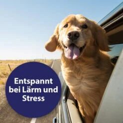 Canosept Home Comfort Beruhigungsspray Für Hunde 100 Ml -Heimtierbedarf Geschäft 83722164e39a9871cce2ee23a4ff550833c770e3 canosept home comfort content 03