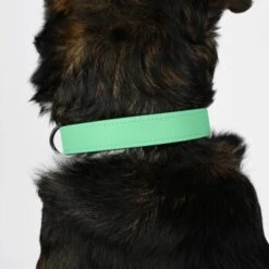 THE DOG IDEA Biothane Halsband Mint Mint S 11 THE DOG IDEA Biothane Halsband Mint Mint S -Heimtierbedarf Geschäft 8d1a5f805460d30b5764d835ccc7075c7a97e817 1679174 de DE e9d0d70e6fbe2729d1d5025777841e5f97dcbb26MSdywL