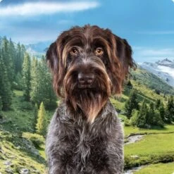 REAL NATURE Country Selection 6x800g Alpine Mit Alpenrind & Truthahn -Heimtierbedarf Geschäft 994f675da00c981c1590f6030ee7cf430d718038 1237409004 de DE Real Nature Selection Dog Bild