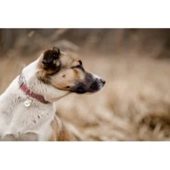 THE DOG IDEA Boho-Chic Halsband June S 9 THE DOG IDEA Boho-Chic Halsband June S -Heimtierbedarf Geschäft 9a4d5a684cfd1e6c2d2173609282c1822bea620c 1662735 de DE 6e0814c83a3ae6d1ee3ccd901e0fc15b1c4295e8bCG0ze