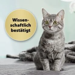 Felisept Home Comfort Set Diffusor + Flakon 45ml -Heimtierbedarf Geschäft 9c015fbf97e9da0b9557db7ed4b82ab2943cb9e3 1667495 3