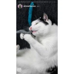 Kater Kasimir 3 Handgerollte Filzwürmchen Aus Schurwolle + 1 Mini-Flasche Katzenminze-Spray -Heimtierbedarf Geschäft 9f7ff512709dd50e91c430c3ac3ef7ee598f1a2a 1409266 de DE 1fc0cc3c919dcaaf28a0e442859a52c0a2aaef43Mb7rqZ