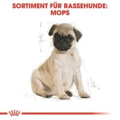 ROYAL CANIN Mops Puppy 1,5 Kg 14 ROYAL CANIN Mops Puppy 1,5 Kg -Heimtierbedarf Geschäft a8dcbe3811513f51103c125cc010a70c42f8e19a 27d6edb8ff1416bafe72b5dcbf2cc02303a12fe1