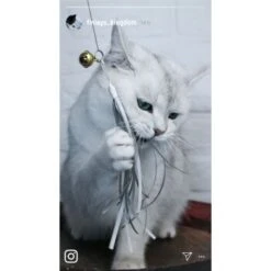 Kater Kasimir Premium Katzenangel Set Aus Buchenholz Mit 4 Handgemachten Anhängern 8 Kater Kasimir Premium Katzenangel Set Aus Buchenholz Mit 4 Handgemachten Anhängern -Heimtierbedarf Geschäft aaff0e9889f09f48c0cf35681edb62768ad623ee 1422145 de DE b29a5f7f2530ce6388e16e2600369d70b2ec0350dUIf7E