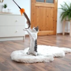 Schlitzohr Federwedel Birdy 3er Pack 12 Schlitzohr Federwedel Birdy 3er Pack -Heimtierbedarf Geschäft ad71433917b4c75207a76b8cde2a63e28ac6a3f4 1659562 de DE 3439e97a8a6ef7574f0506829a0694961b8792bfHS2VqL