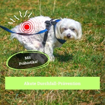 BeG Buddy Magen & Darm Tabletten Hund, Präbiotika Zur Darmsanierung, Verdauung, Durchfall, Blähungen 3 BeG Buddy Magen & Darm Tabletten Hund, Präbiotika Zur Darmsanierung, Verdauung, Durchfall, Blähungen – Bild 3