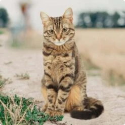 REAL NATURE Adult Rind & Huhn Mit Weizenkeimöl 6x400 G -Heimtierbedarf Geschäft bc56b458619aa86240780c2f64ff928db9b8da6b 1246887 de DE Real Nature Original Cat Bild