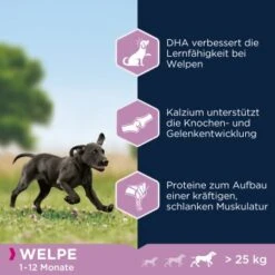 EUKANUBA Puppy Large Breed 15 Kg 9 EUKANUBA Puppy Large Breed 15 Kg -Heimtierbedarf Geschäft cb35fe0748cee726a708ec25472e57550607bac2 1008332 de DE ask 3