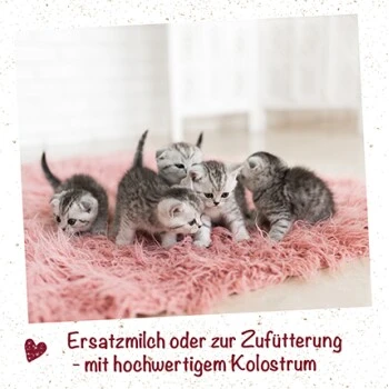 FeliTATZ Kittenmilch 350g 90 G 2 FeliTATZ Kittenmilch 350g 90 G – Bild 2