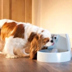 PetSafe Drinkwell Trinkbrunnen Original, 1,5 Liter 7 PetSafe Drinkwell Trinkbrunnen Original, 1,5 Liter -Heimtierbedarf Geschäft cb67b5accb6fdd9ec3530e007fd4ef1689efc995 0a695b0c941d72c4fef9fa23bc6300c73cab799d