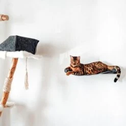 Canadian Cat Company Filz-Hängematte Für Die Wand -Heimtierbedarf Geschäft d6982ed9d12e9d0cbfd4107464642cbf75290f16 1360996 de DE d8ac4e7927d3348063cd4288852ccba5cd28bc01nV0N95