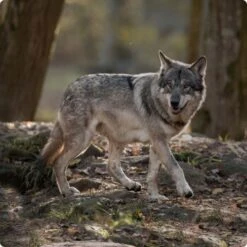 REAL NATURE Wilderness Adult High Ground 6x400 G -Heimtierbedarf Geschäft d8df16d01d44eca47dceb4029baf88ff4ded8402 1248542 de DE Real Nature Wilderness Dog bild 5