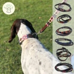 Kipita Polo Hundeleine Rainbow -Heimtierbedarf Geschäft dd517b022dd39d436c7ddc7690b97a5c4f7e57ec 1410959 de DE a7397b328ffff38505bae2e7c9f087e08f5de0f5sS4rT4