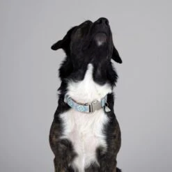 THE DOG IDEA Boho-Chic Halsband Sky S -Heimtierbedarf Geschäft e4b3c21c18cb662f31589c64dbf999f08cc7dd71 1485276 de DE 04533c3b55e4cd6d5cfc78f632290e4fe1832996kXES09