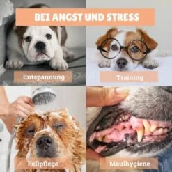 BeG Buddy Schleck-Kit, Leckmatte + Eis 7 BeG Buddy Schleck-Kit, Leckmatte + Eis -Heimtierbedarf Geschäft eba268457e1b2a903d78d255eb815f62a57708e1 1480658 de DE d924f0bb8e68101ebbb22782b82d5b2a367631bdSk5hjI
