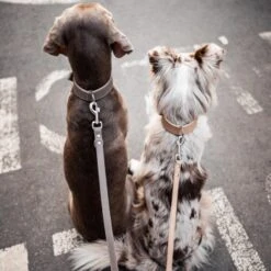 Freudentier Führleine Aus Leder Braun/ Grau 2 Cm -Heimtierbedarf Geschäft ed7363242b5af0aeac560375765364d8d1a9d7ca 1421435 de DE d40365deffc471619a8891f2d10bbb6785191840MHr5Vx