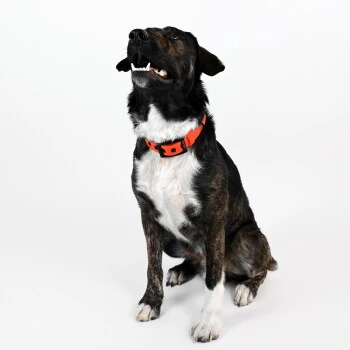 THE DOG IDEA Biothane Halsband Orange Neon Orange M 5 THE DOG IDEA Biothane Halsband Orange Neon Orange M – Bild 5